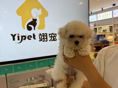 -翊宠yipet猫狗购宠庄园