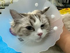 -达爱动物医院·犬猫分区·CT·复杂眼科(远洋山水分院)