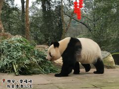 -中国大熊猫保护研究中心雅安碧峰峡基地