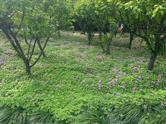 -新虹桥中心花园