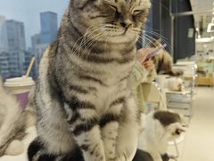 -怪兽屋·羊驼·猫咖·狗咖(俊华广场店)