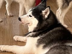 -Husky Go! 哈士奇体验馆·宠物咖啡厅狗咖