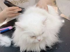 -momokira米努特·德文卷毛猫·棉花面纱犬