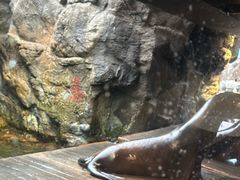 -大阪海游馆