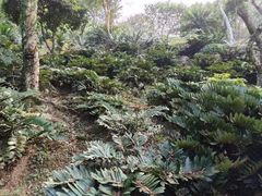-深圳仙湖植物园