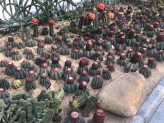 -深圳仙湖植物园-停车场