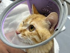 -宠物星动物医院·眼科·异宠·猫科(江南大道总院)