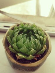 -玲珑秀身坊