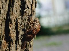 -安德鲁户外烧烤帐篷营地(马泉营店)