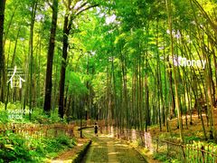 -野蔓果·山野菜(西湖景区·龙井茶田店)