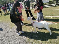 -前小桔亲子创意农场·草莓采摘·露营烧烤