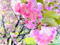 -莲花池公园