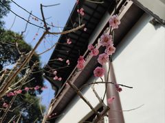 -上海醉白池公园