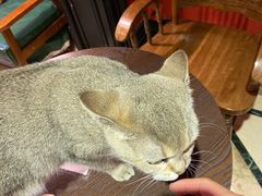 -猫色咖啡·猫咖