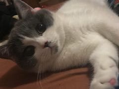 -东方名猫馆·英短金渐层布偶猫舍(环线广场1号楼店)