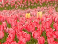 -廊坊文化艺术中心