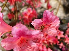 -上海鲜花港