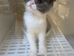 -lincat·猫舍(广州店)