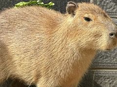 -合肥野生动物园