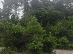 -铁山坪森林公园