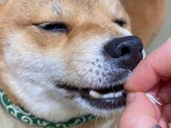 -逗柴咖啡屋·狗咖猫咖宠物桌游