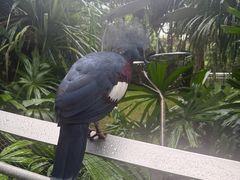 -新加坡飞禽公园