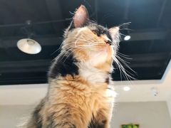 -藏猫猫咖啡主题馆(中央大道店)