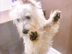 -翊宠yipet猫狗购宠庄园犬舍•猫舍