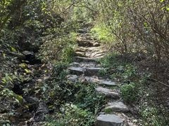 -午潮山国家森林公园