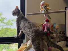 -山宅一喵德文卷毛猫舍
