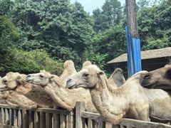 -贵州森林野生动物园