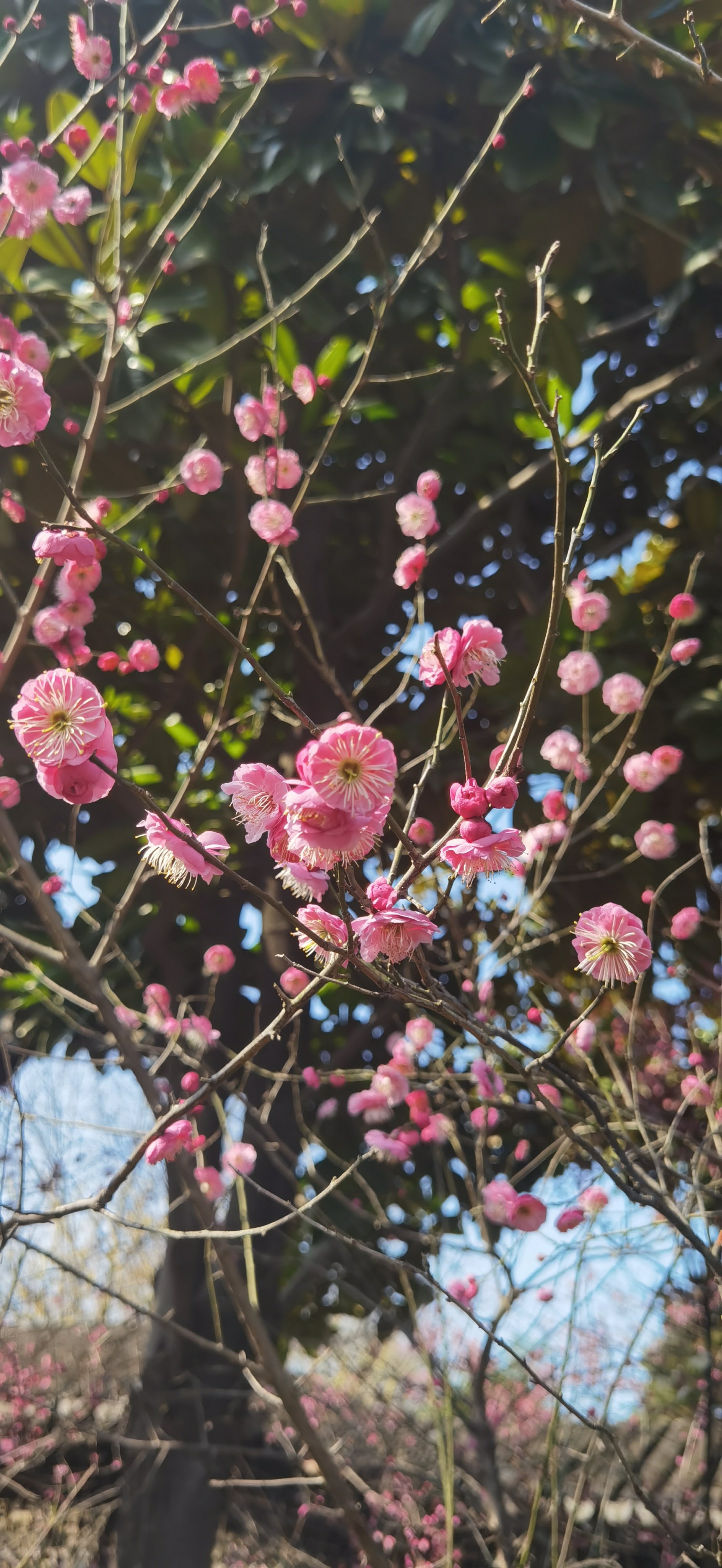 天坛公园梅花图片