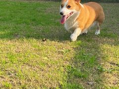 -趣多多宠物公园·宠物训犬学校·宠物寄养