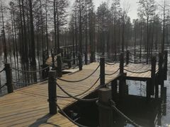 -池杉湖湿地公园