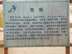 -盐城丹顶鹤湿地生态旅游区