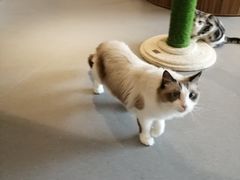 -飞行喵MR PILOT|猫舍·猫咖(静安大融城店)