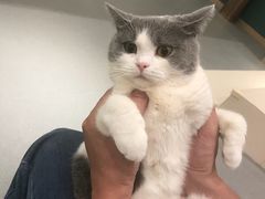 -飞行喵MR PILOT|猫舍·猫咖(静安大融城店)