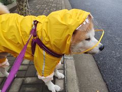 -爱侣宠医·鹦鹉专科·小型哺乳类·异宠专科(灵石路店)