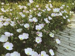 -杭州湾海上花田景区