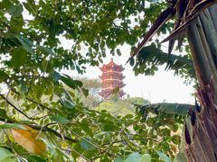 -深圳仙湖植物园