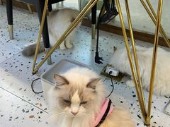 -喵喵咪呀布偶猫咖(春熙路店)
