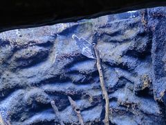 -上海海洋水族馆