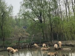 -溱湖国家湿地公园