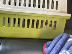 -momokira米努特·德文卷毛猫·棉花面纱犬