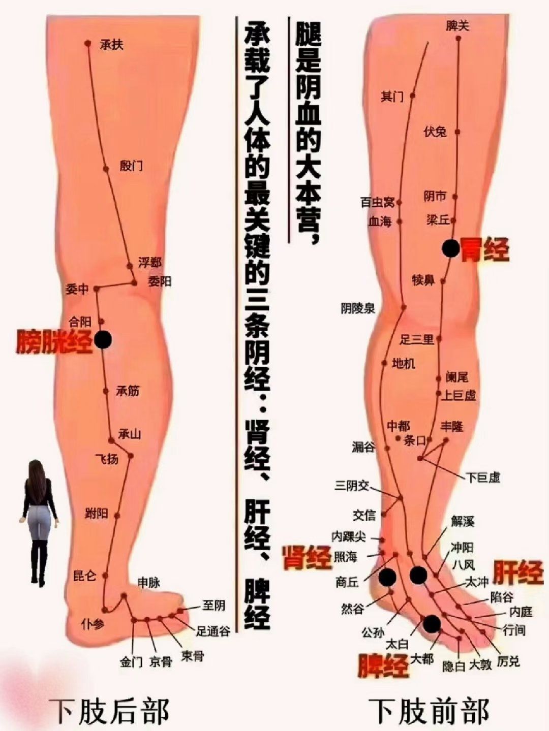 🔰做腿的8大好处
✅加速腿部的血液