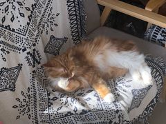 -平行世界·猫咖(首经贸店)