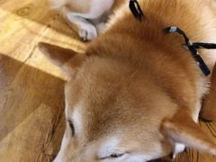 -柴务处·柴犬主题狗咖