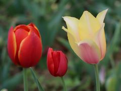 -洛阳郁金香牡丹园