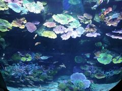 -暹罗海洋世界