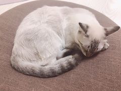 -猫和宫(六道口店)